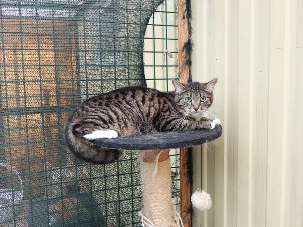 Кошка Бублик, кот, Приют Малинки (Кожухово), Москва. Фото 8 из 10.