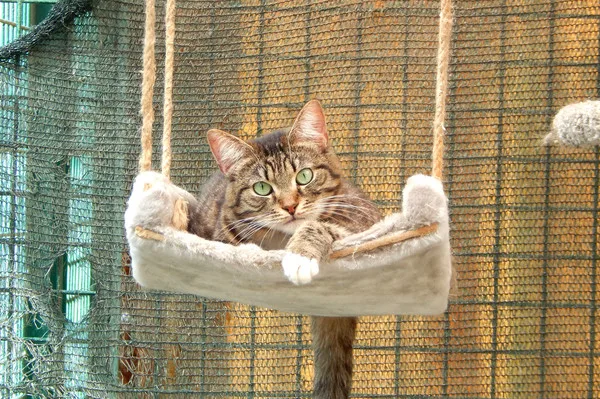 Кошка Бублик, кот, Приют Малинки (Кожухово), Москва. Фото 9 из 10.