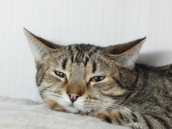 Кошка Пикассо, кот, Приют Малинки (Кожухово), Москва. Фото 6 из 9.