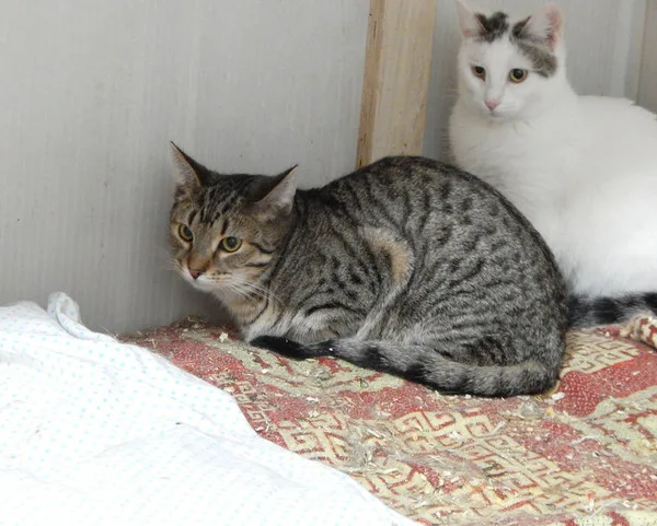 Кошка Пикассо, кот, Приют Малинки (Кожухово), Москва. Фото 7 из 9.