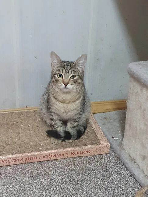 Кошка Фрида, кошка, Приют Малинки (Кожухово), Москва. Фото 2 из 5.