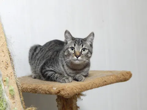 Жорик — кошка, Москва