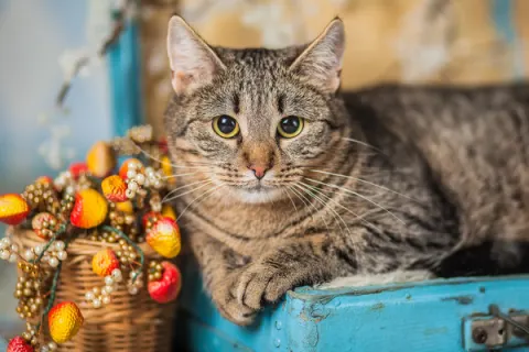 Лолли — кошка, Москва