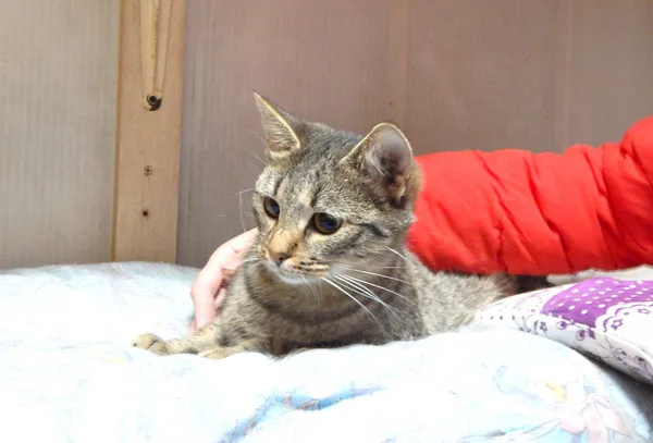 Кошка Лолли, кошка, Приют Малинки (Кожухово), Москва. Фото 2 из 11.