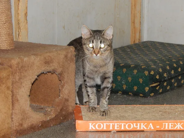 Кошка Лолли, кошка, Приют Малинки (Кожухово), Москва. Фото 3 из 11.