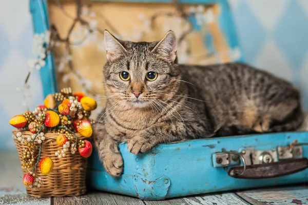 Кошка Лолли, кошка, Приют Малинки (Кожухово), Москва. Фото 5 из 11.