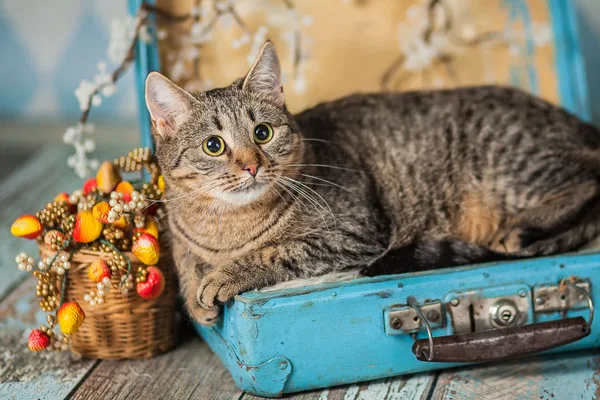 Кошка Лолли, кошка, Приют Малинки (Кожухово), Москва. Фото 6 из 11.