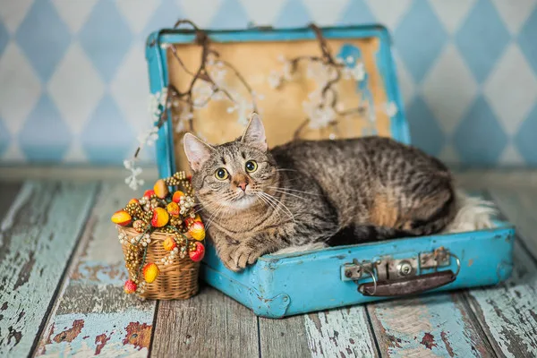 Кошка Лолли, кошка, Приют Малинки (Кожухово), Москва. Фото 7 из 11.