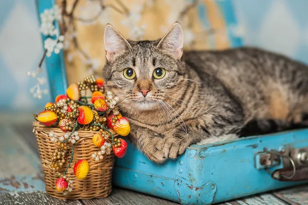 Кошка Лолли, кошка, Приют Малинки (Кожухово), Москва. Фото 8 из 11.