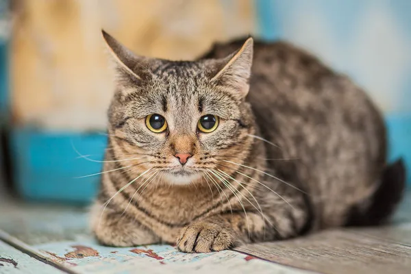 Кошка Лолли, кошка, Приют Малинки (Кожухово), Москва. Фото 9 из 11.