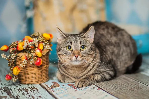 Кошка Лолли, кошка, Приют Малинки (Кожухово), Москва. Фото 10 из 11.