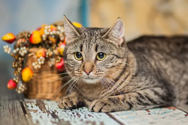 Кошка Лолли, кошка, Приют Малинки (Кожухово), Москва. Фото 11 из 11.