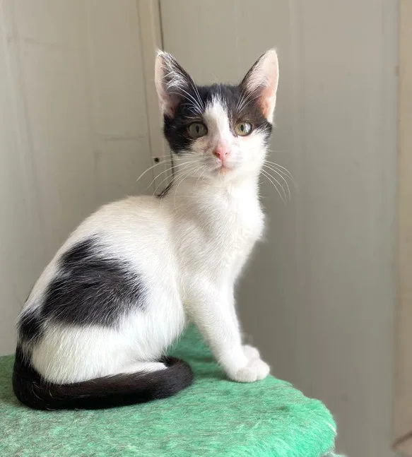 Кошка Олеся, кошка, Приют Малинки (Кожухово), Москва. Фото 10 из 14.
