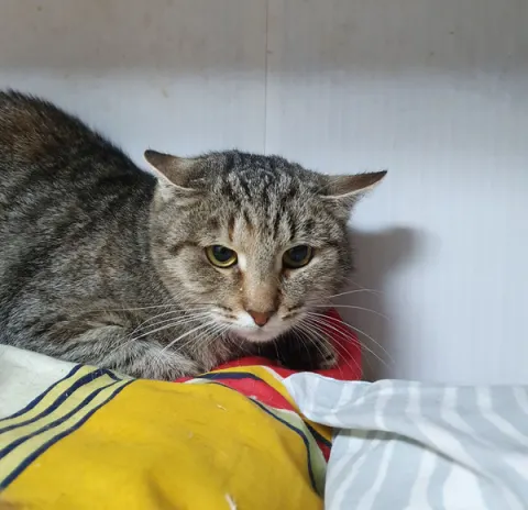 Ива — кошка, Москва