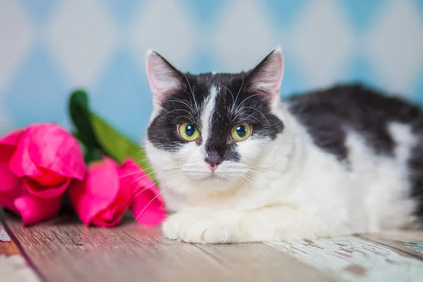 Кошка Одри, кошка, Приют Малинки (Кожухово), Москва. Фото 1 из 14.
