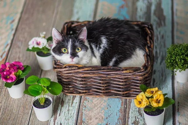 Кошка Одри, кошка, Приют Малинки (Кожухово), Москва. Фото 2 из 14.