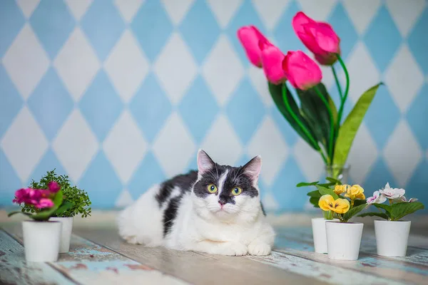 Кошка Одри, кошка, Приют Малинки (Кожухово), Москва. Фото 10 из 14.
