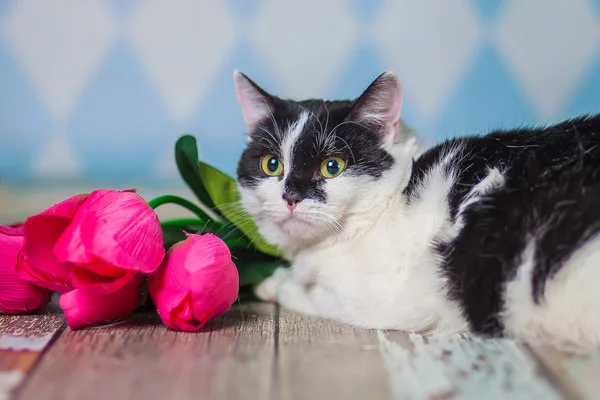 Кошка Одри, кошка, Приют Малинки (Кожухово), Москва. Фото 12 из 14.
