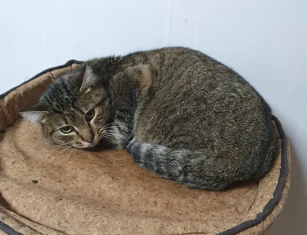 Кошка Биг Мак, кот, Приют Малинки (Кожухово), Москва. Фото 6 из 6.