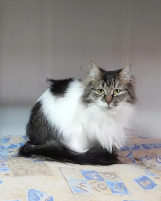 Кошка Дитер, кот, Приют Малинки (Кожухово), Москва. Фото 7 из 11.