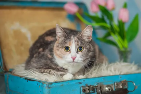 Мия — кошка, Москва