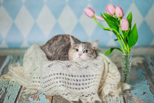 Кошка Мия, кошка, Приют Малинки (Кожухово), Москва. Фото 4 из 13.