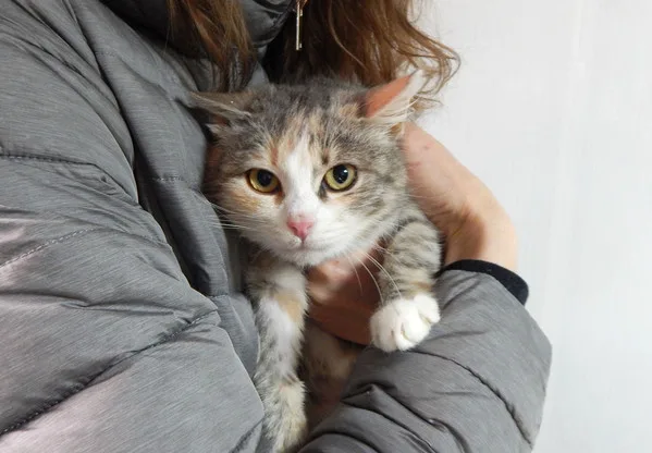 Кошка Мия, кошка, Приют Малинки (Кожухово), Москва. Фото 5 из 13.
