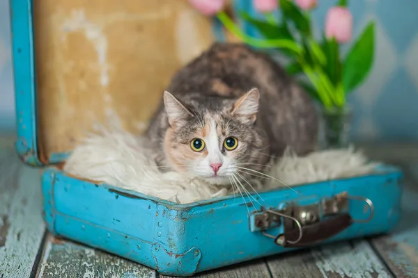 Кошка Мия, кошка, Приют Малинки (Кожухово), Москва. Фото 6 из 13.