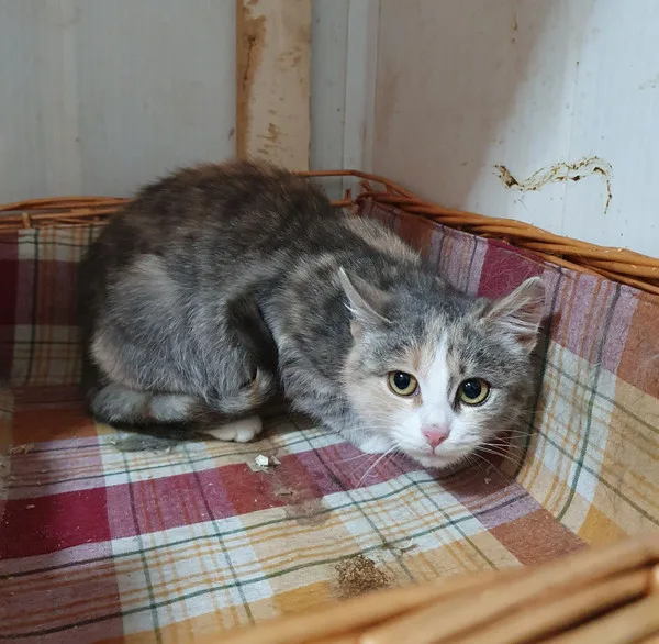 Кошка Мия, кошка, Приют Малинки (Кожухово), Москва. Фото 7 из 13.