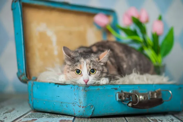 Кошка Мия, кошка, Приют Малинки (Кожухово), Москва. Фото 11 из 13.