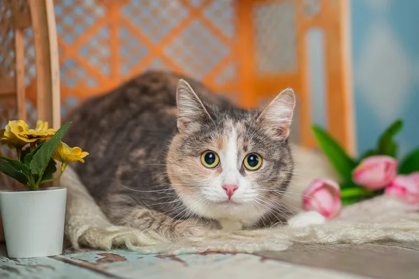 Кошка Мия, кошка, Приют Малинки (Кожухово), Москва. Фото 12 из 13.