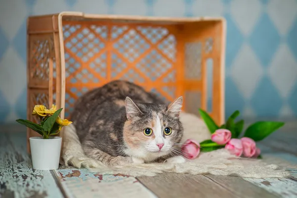 Кошка Мия, кошка, Приют Малинки (Кожухово), Москва. Фото 13 из 13.
