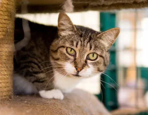 Киви — кошка, Москва