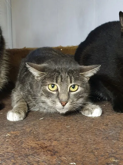 Кошка Игги, кот, Приют Малинки (Кожухово), Москва. Фото 2 из 7.