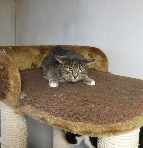 Кошка Игги, кот, Приют Малинки (Кожухово), Москва. Фото 3 из 7.