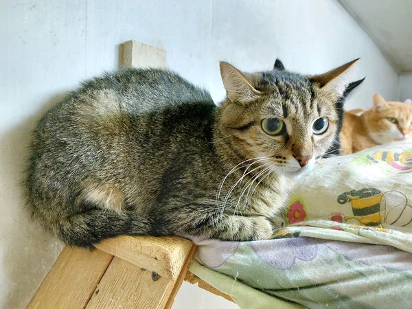 Кошка Сююмбике, кошка, Приют Малинки (Кожухово), Москва. Фото 2 из 5.