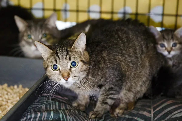 Кошка Сююмбике, кошка, Приют Малинки (Кожухово), Москва. Фото 3 из 5.