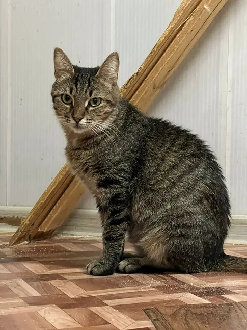 Кошка Сююмбике, кошка, Приют Малинки (Кожухово), Москва. Фото 4 из 5.
