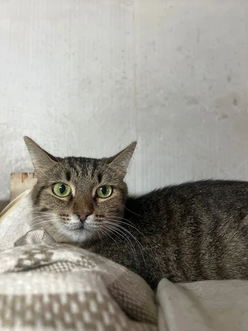 Кошка Сююмбике, кошка, Приют Малинки (Кожухово), Москва. Фото 5 из 5.