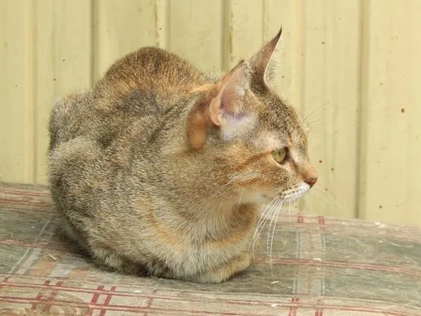 Кошка Дора, кошка, Приют Малинки (Кожухово), Москва. Фото 2 из 9.