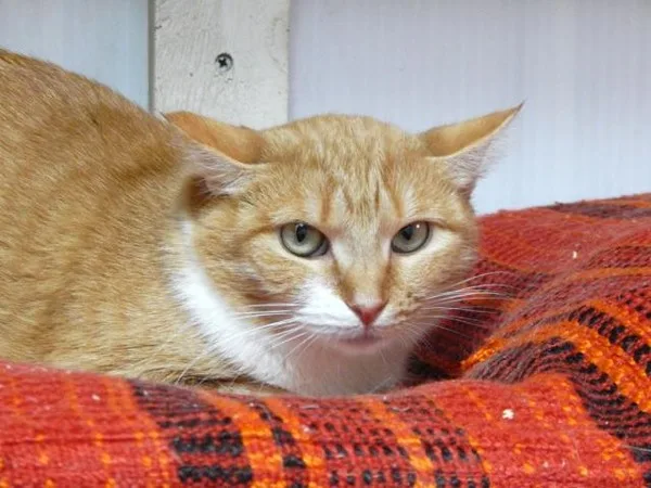Кошка Мимоза, кошка, Приют Малинки (Кожухово), Москва. Фото 4 из 9.