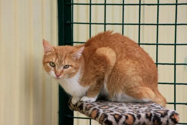 Кошка Мимоза, кошка, Приют Малинки (Кожухово), Москва. Фото 8 из 9.