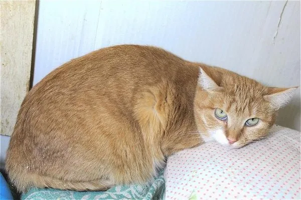 Кошка Мимоза, кошка, Приют Малинки (Кожухово), Москва. Фото 9 из 9.