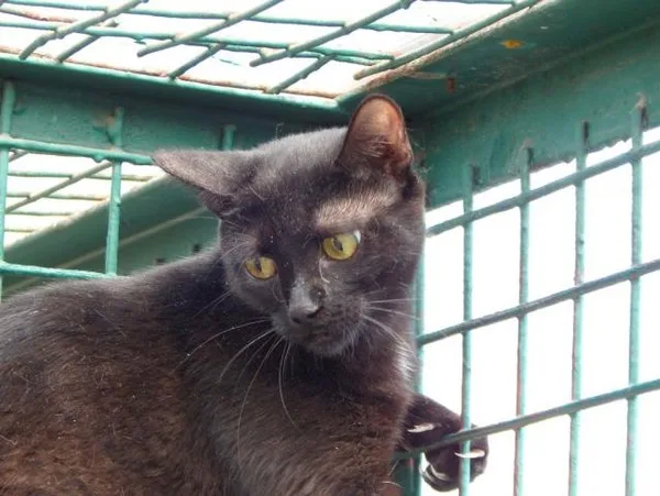 Кошка Тиана, кошка, Приют Малинки (Кожухово), Москва. Фото 4 из 6.