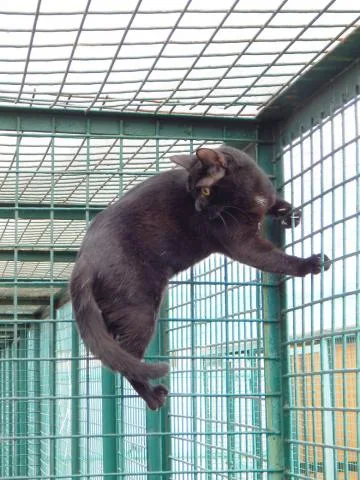 Кошка Тиана, кошка, Приют Малинки (Кожухово), Москва. Фото 5 из 6.