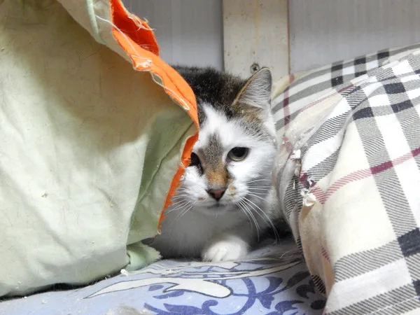 Кошка Петарда, кошка, Приют Малинки (Кожухово), Москва. Фото 2 из 5.