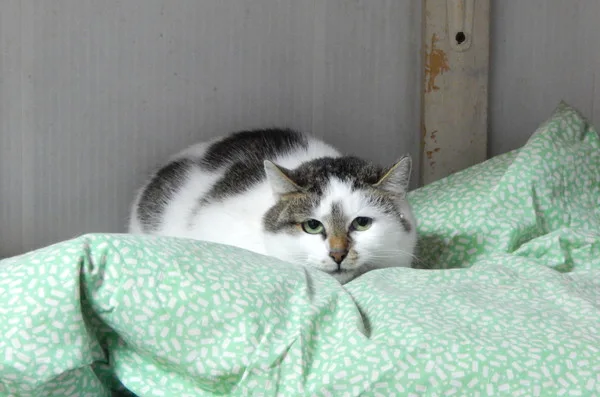 Кошка Петарда, кошка, Приют Малинки (Кожухово), Москва. Фото 3 из 5.