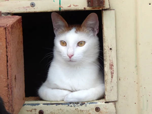 Кошка Васаби, кот, Приют Малинки (Кожухово), Москва. Фото 1 из 11.