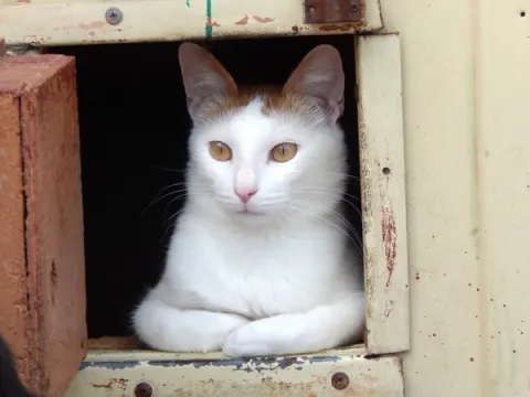 Васаби — кошка, Москва