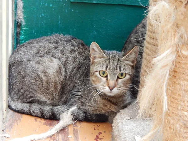 Кошка Мадера, кошка, Приют Малинки (Кожухово), Москва. Фото 2 из 3.